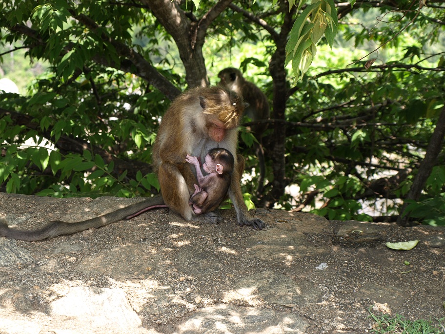 Sri Lanka
